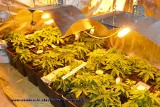 Plantacja marihuany w Zawierciu: Sprytny właściciel ukrył tajne przejście [ZDJĘCIA]