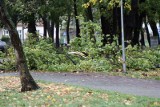 Silny wiatr na Opolszczyźnie [ostrzeżenie meteorologiczne]