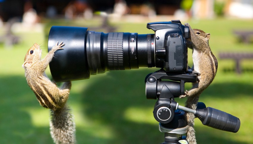 Tak ciekawskie zwierzaki przeszkadzają fotografom w pracy. Te zdjęcia poprawią ci humor na cały dzień. Są urocze!