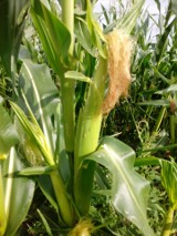 Głownia zaatakowała kukurydzę [zdjęcia]