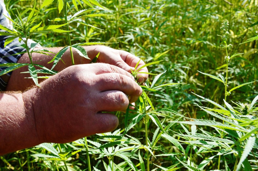 Olbrzymia plantacja konopi w Rabacinie. Pierwsza legalna w powiecie bytowskim [ZDJĘCIA]