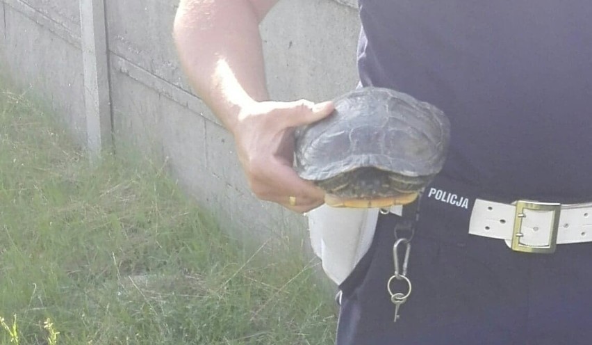 Żółw spacerował chodnikiem - na pomoc ruszyli policjanci [ZDJĘCIA]