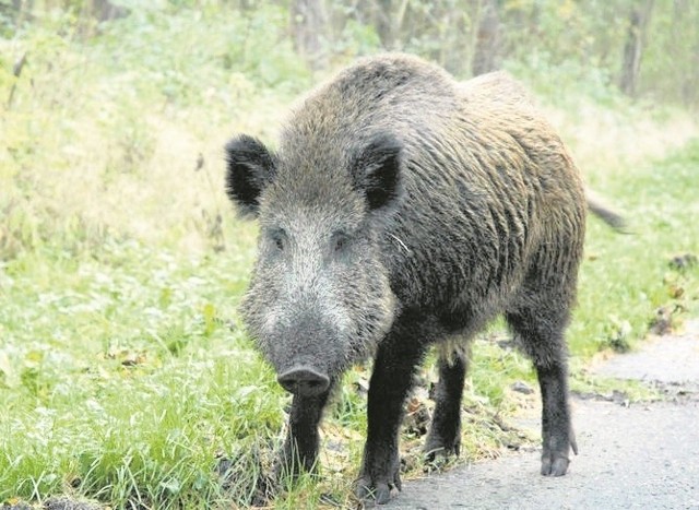 Dorosłe dziki, biegające po mieście, mogą być niebezpieczne dla mieszkańców. Zostaną odłowione.