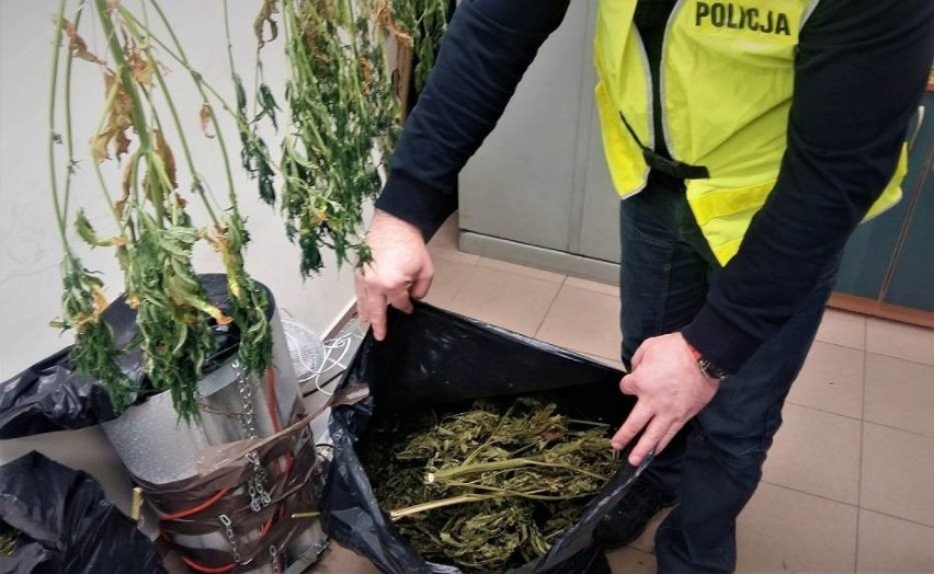 Policjanci z Szamotuł odkryli nielegalną plantację marihuany