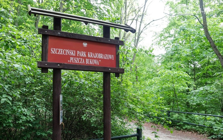 Puszcza Bukowa będzie parkiem narodowym? Propozycja przyrodników z Fundacji Dziedzictwo Przyrodnicze