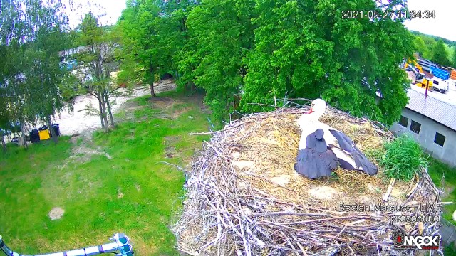 Jak wygląda życie rodziny bocianiej, można się o tym przekonać podglądając przez kamerę gniazdo bocianie w Skaryszewie. Para bocianów wysiaduje tu trzy jaja. Zobacz kolejne zdjęcia >>>