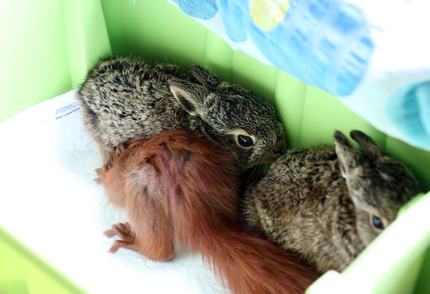 Małe zające i wiewiórki w Dzikiej Ostoi [zdjęcia]