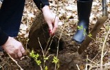 Firma LIT Polska wycięła drzewa pod budowę nowego biura w Zielonej Górze. Teraz jej pracownicy zasadzą pół hektara lasu 