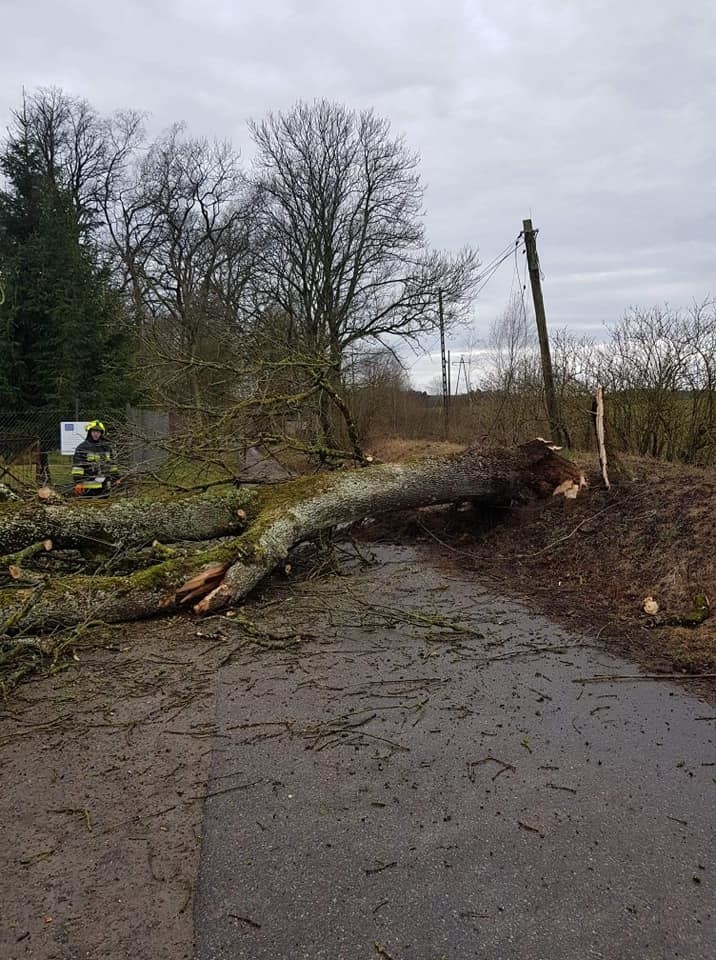 Wichura w regionie. Powalone drzewa w gminie Bobolice [ZDJĘCIA]