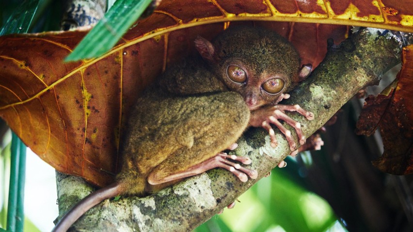 Wyrak, czy Tarsier to mały ssak z charakterystycznymi,...