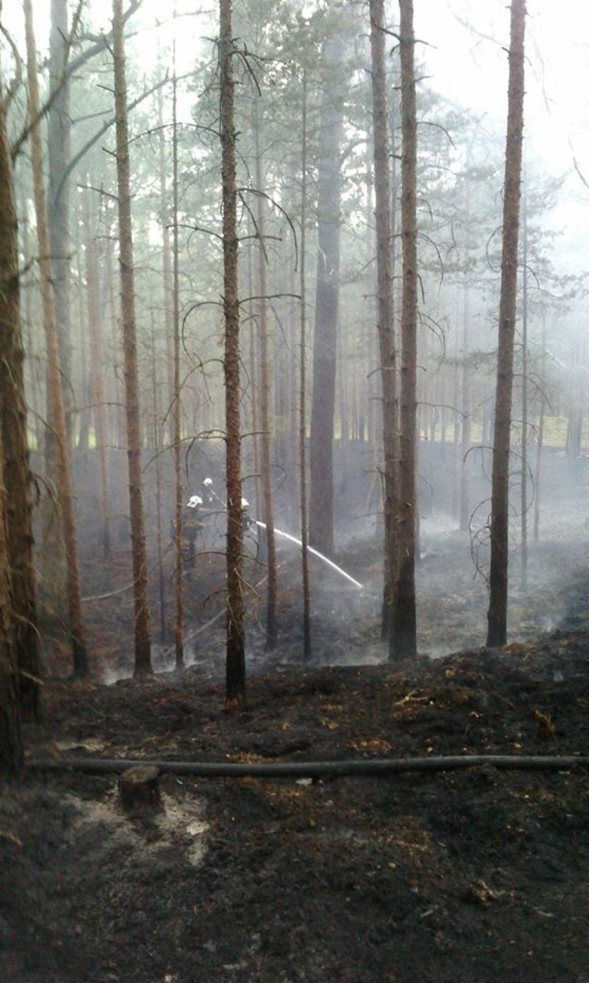 Pożar w Helu. Las gasili zawodowcy z Pucka, żołnierze z Helu, OSP z powiatu [ZDJĘCIA]