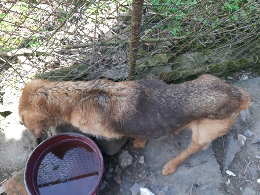 Skrajnie wychudzona suczka znaleziona na ogródkach...