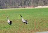 Zima, a ptaki ożywione jak  wiosną. W łódzkich parkach można usłyszeć pogwizdywanie kosów