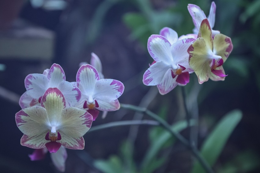 Krakowski Ogród Botaniczny zachwyca nawet w listopadzie. Zobacz [ZDJĘCIA]