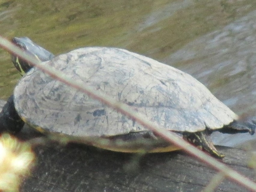 Żółwie na wodzisławskim Balatonie