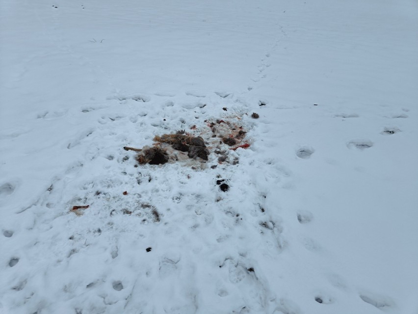 Psy zagryzły sarnę w gminie Masłów. Mieszkańcy boją się wychodzić z domów. Uwaga, drastyczne zdjęcia!