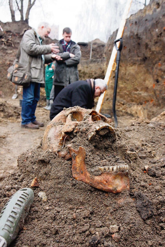W zbiorowej mogile odkrytej w pobliżu zamku pochowano ok. 1800 osób