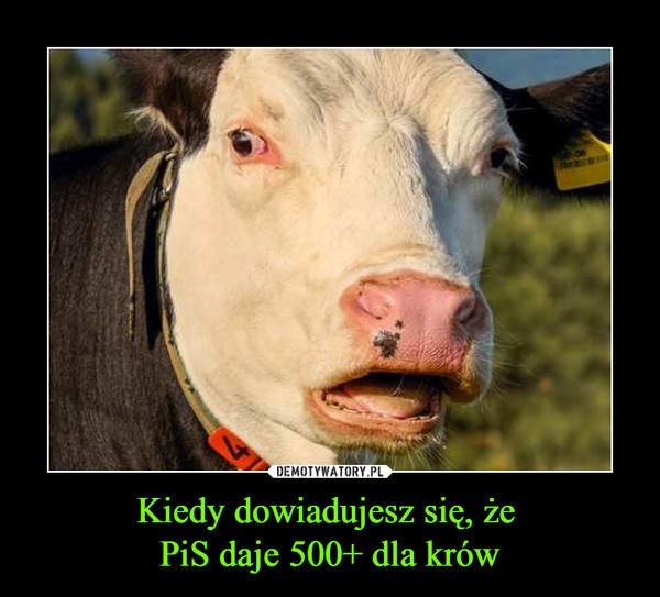 600+ na krowę: Program "Krowa plus" to już nie tylko 500 złotych! 600 plus na krowę i 300 plus na świnię wkrótce podbije polskie wsie? 
