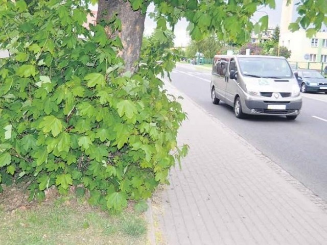 Klon rosnący przy ulicy Szczecińskiej – jedyny z tak bujnymi odrostami. Zza zasłony zielonych liści nie sposób dojrzeć fotoradaru.
