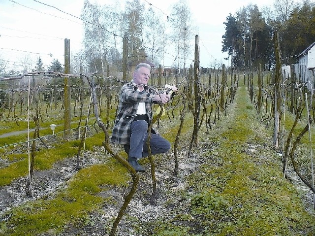 Zakładanie winnicyNa winnicy Romana Grada pH gleby stawało się niekorzystne dla winnych krzewów, dlatego wiosną winoogrodnik rozrzucił wapno magnezowo-węglanowe (dolomit)