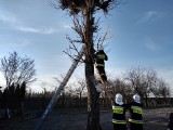 Gmina Kazanów. Strażacy pomogli przygotować gniazdo przylatującym bocianom we wsi Miechów