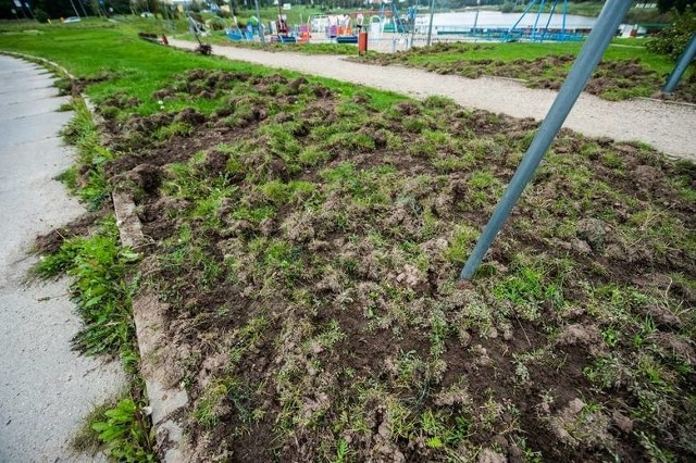 Ponad tydzień temu, dziki pojawiły się również na Wodnej Dolinie