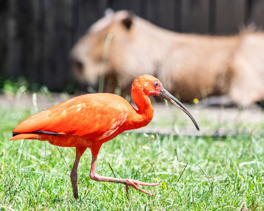 Współlokatorami kapibary Tenebris są ibisy szkarłatne.