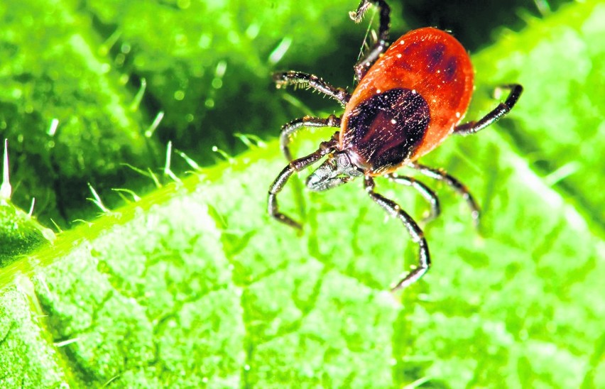 Mściwy zegar biologiczny. O czym przeczytasz w sobotnim wydaniu "Magazynu Rodzinnego"?