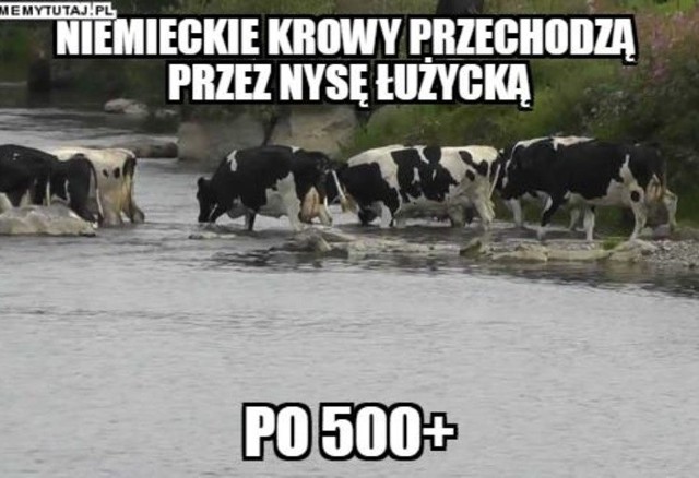 Obietnica Prawa i Sprawiedliwości dopłaty rolnikom 500 złotych dla każdej krowy i 100 zł do każdego tucznika wywołała falę komentarzy. Takiej gratki nie mogli przegapić internauci, którzy w ekspresowym tempie wyprodukowali prześmiewcze memy.Piątka Kaczyńskiego. Rząd sonduje komu zabrać, żeby komuś dać. WIDEO: