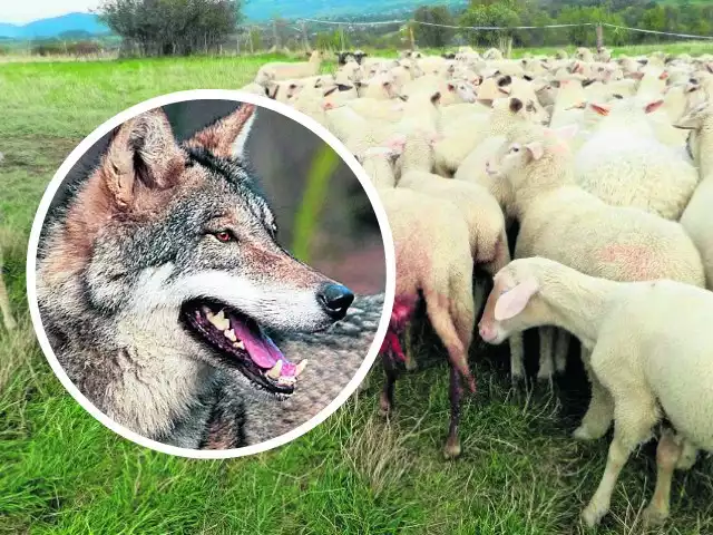 Wilki zagnały psy pana Piaskowego w róg ogrodzenia i tam je zagryzły i zjadły