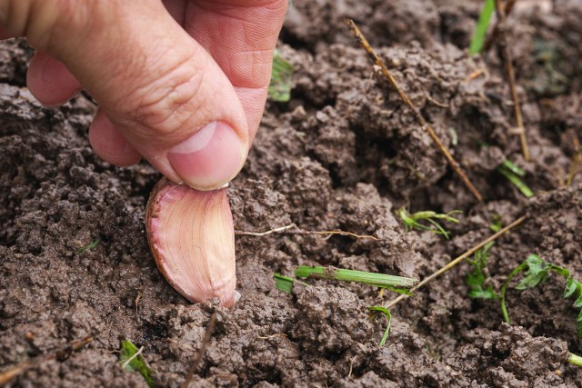 Ząbki czosnku sadzimy do gleby na głębokość 5–8 cm piętką do dołu.
