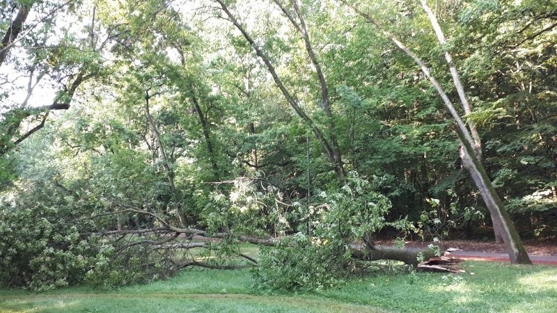 Drzewo pochyliło się nad szpitalem Pirogowa. Mogło wybić szyby w oknach! ZDJĘCIA