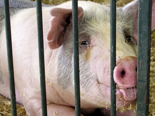 Na czas badań zamknięto tysiące ferm drobiu, gospodarstw hodowlanych i ubojni.