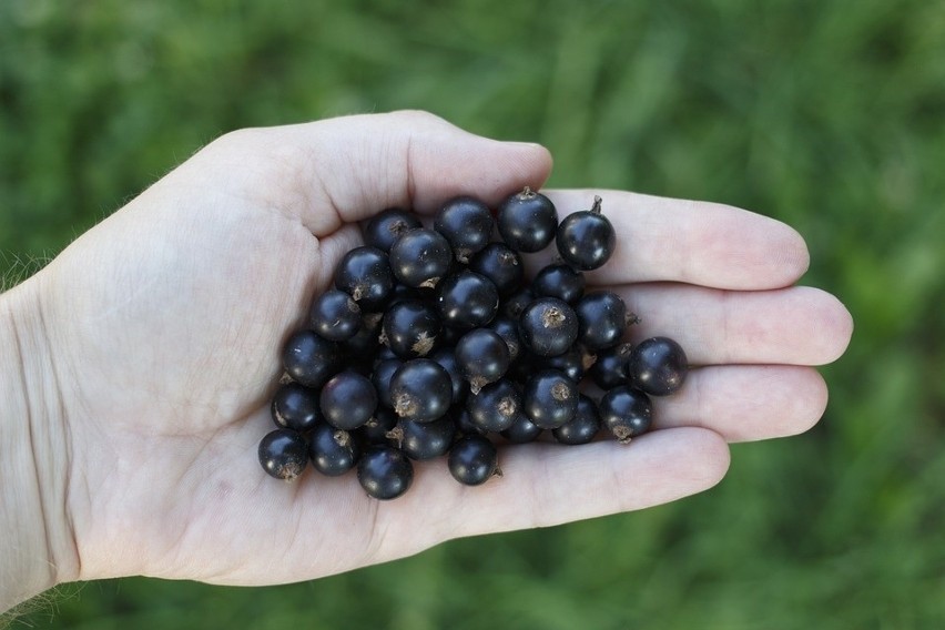 Czarna porzeczka - wielka moc małych owoców 