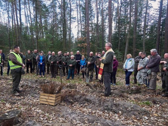 Akcja sadzenia buków w leśnictwie Kruk w Suchedniowie.
