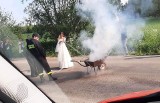 Niezwykła brama weselna na Podlasiu. Panna młoda musiała gasić płonącą taczkę! (zdjęcia, wideo)