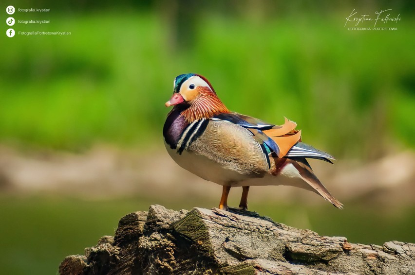 To zdjęcie kaczki mandarynki trafiło do National Geographic.