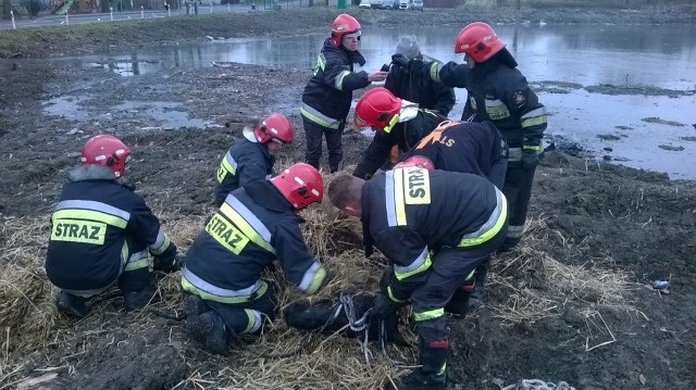 W akcji ratunkowej brały udział cztery zastępy straży zawodowej i ochotniczej