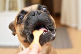 Najlepsze karmy dla dorosłych psów – ranking karm mokrych i suchych