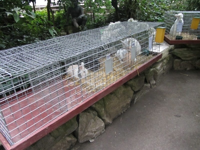 Wystawa królików w palmiarni.