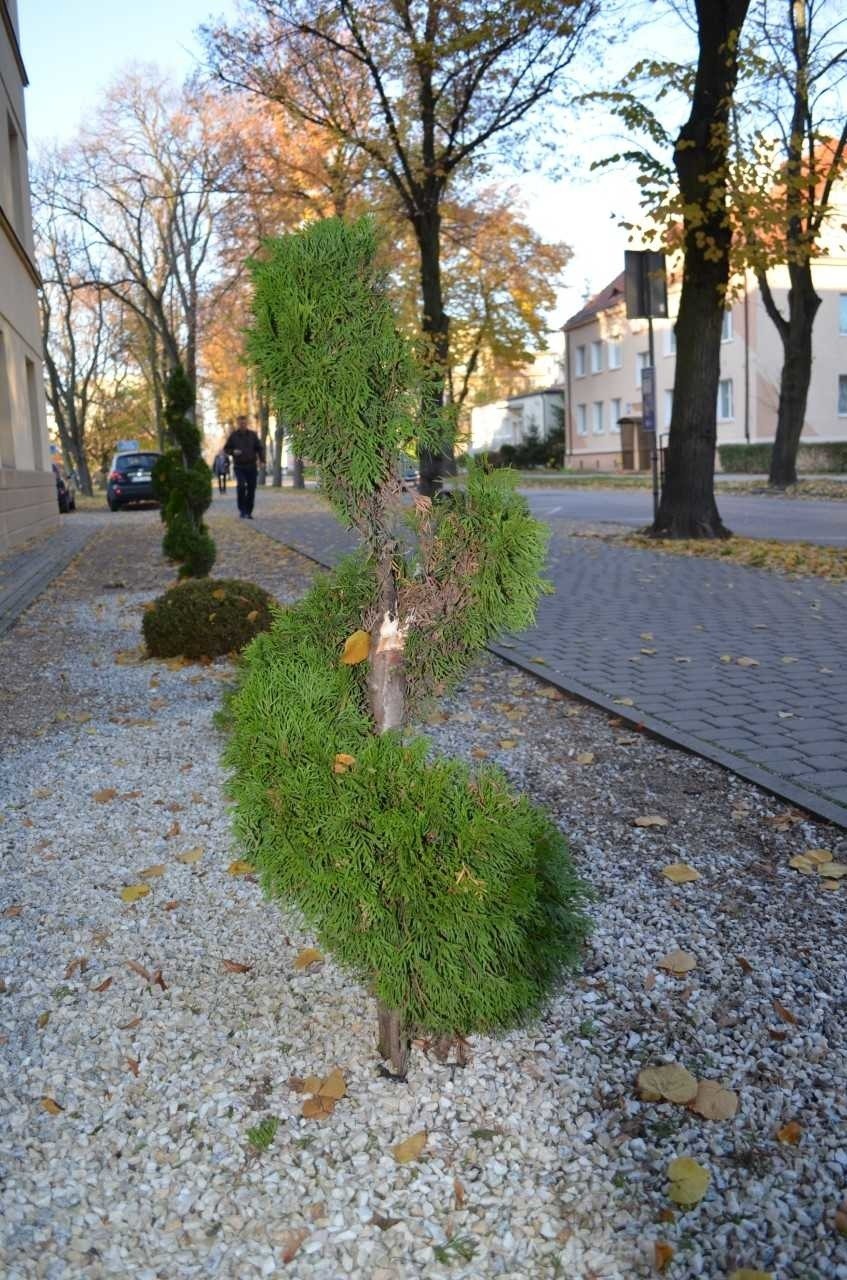 Złamana drzewko przed budynkiem sanatorium Solanki Medical...