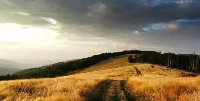 Hala Jaworowa. Cisza, widoki i cenna przyroda w jednym miejscu. Zobacz kolejne zdjęcia. Przesuwaj zdjęcia w prawo - naciśnij strzałkę lub przycisk NASTĘPNE