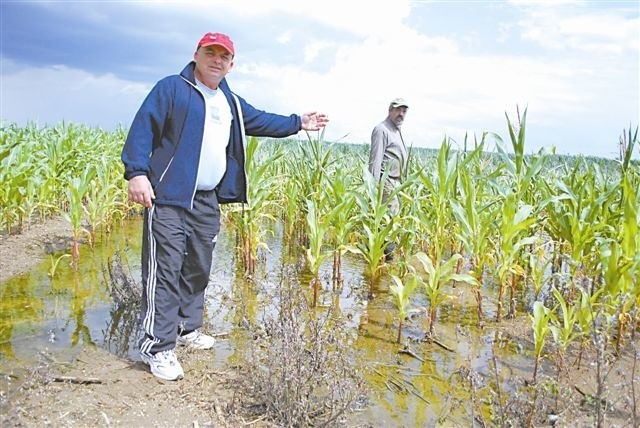 Co roku woda zalewa pola w okolicach Graczy. Na zdjęciu Zbigniew Bielawski. W 2009 roku woda zniszczyła 40 hektarów upraw.