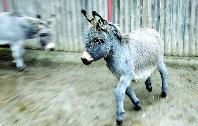 W Bydgoszczy wylicytować można strusia albo osła z zoo w Myślęcinku