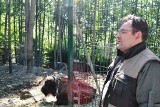 Żubry zabite! Ekolodzy zarzucają Leśnemu Parkowi Niespodzianek w Ustroniu zabicie żubrów 