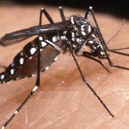 Walczyć z komarami można również stosując preparaty, które skutecznie je odstraszają.