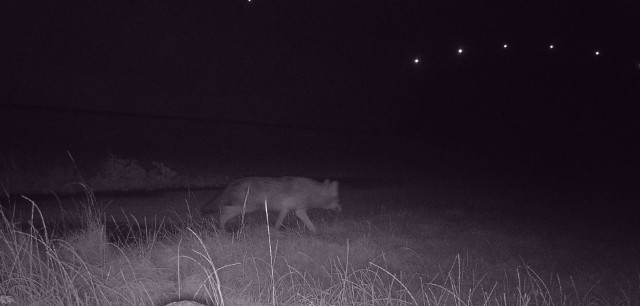 Wilki i inne zwierzęta uchwycone przy S3 niedaleko Goleniowa