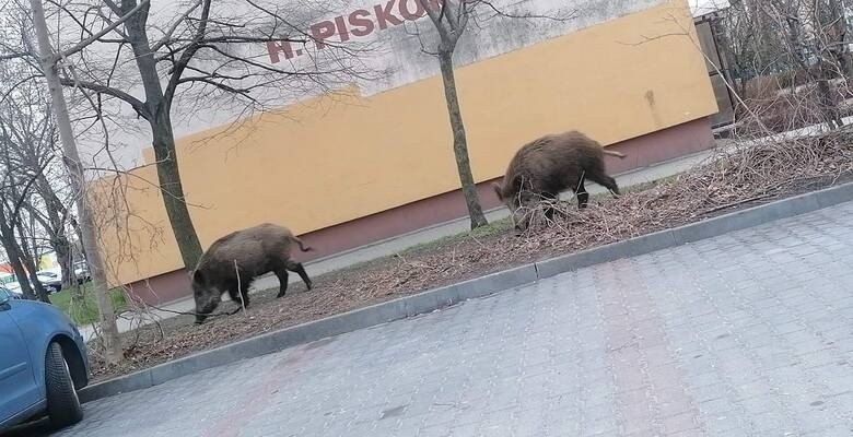 Dziki pojawiają się m.in. na parkingach