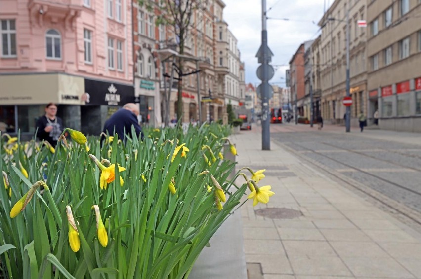 Wiosna zawitała do centrum Katowic. Zobaczcie zdjęcia
