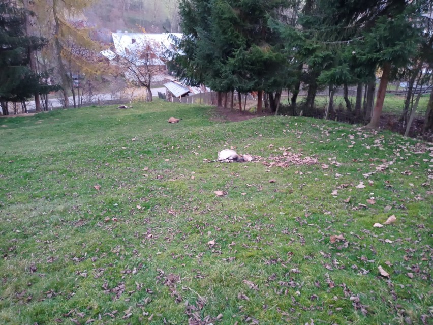 Wilki od tygodnia atakują zwierzęta hodowlane w Cichem i...